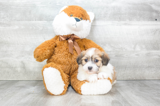 Popular Havanese Baby