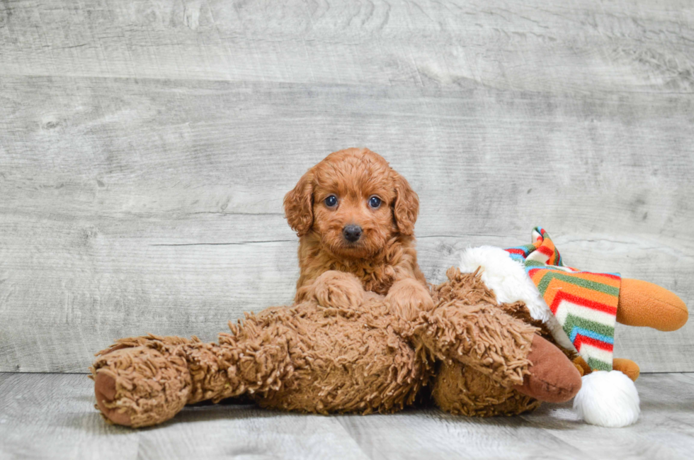 Hypoallergenic Golden Retriever Poodle Mix Puppy