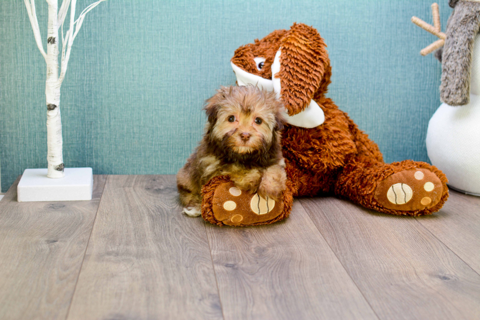 Meet Coco - our Havanese Puppy Photo 