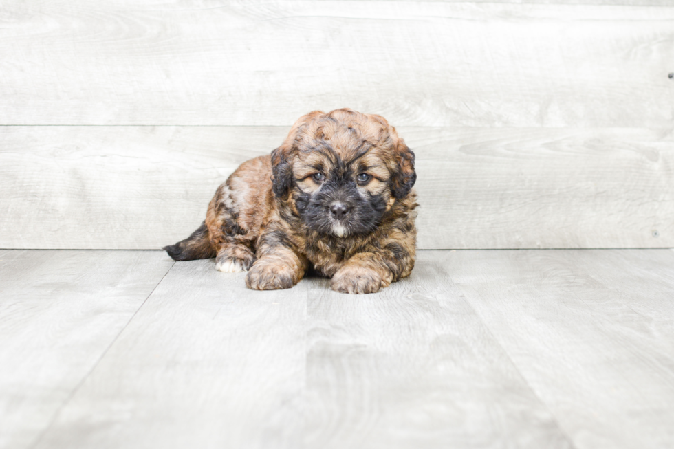 Smart Mini Bernedoodle Poodle Mix Pup