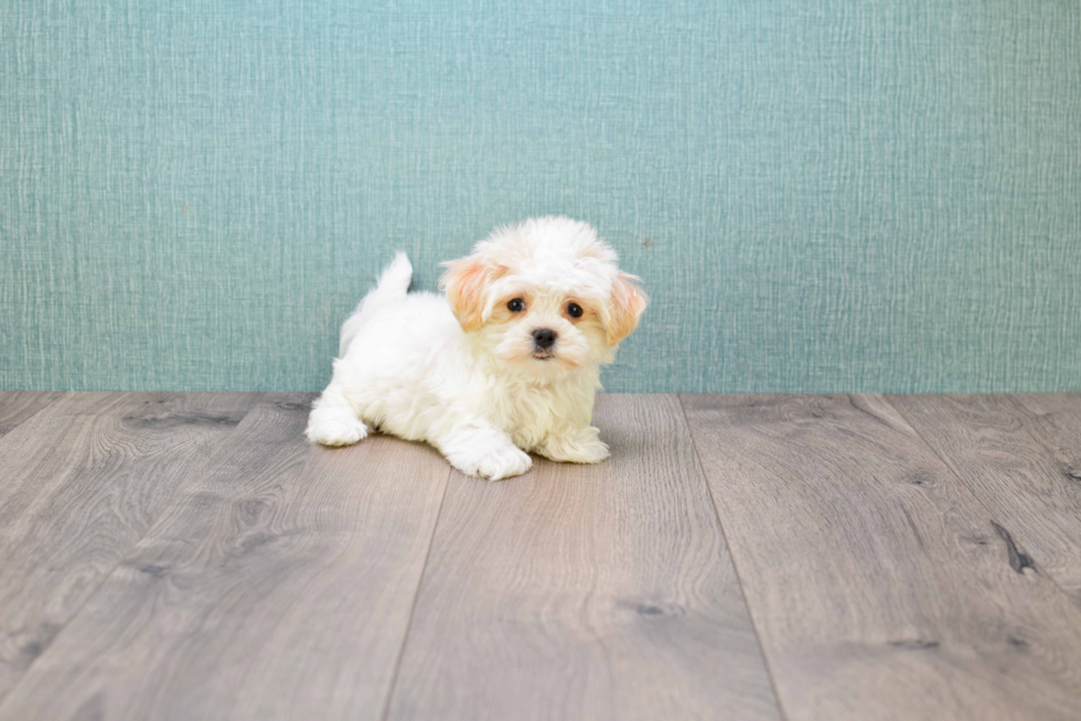 Hypoallergenic Maltese Poodle Poodle Mix Puppy