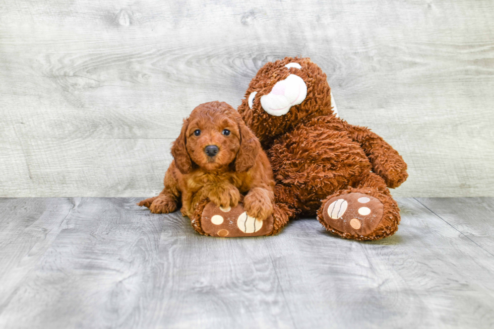 Adorable Golden Retriever Poodle Mix Puppy