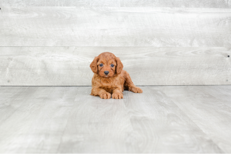 Best Cavapoo Baby