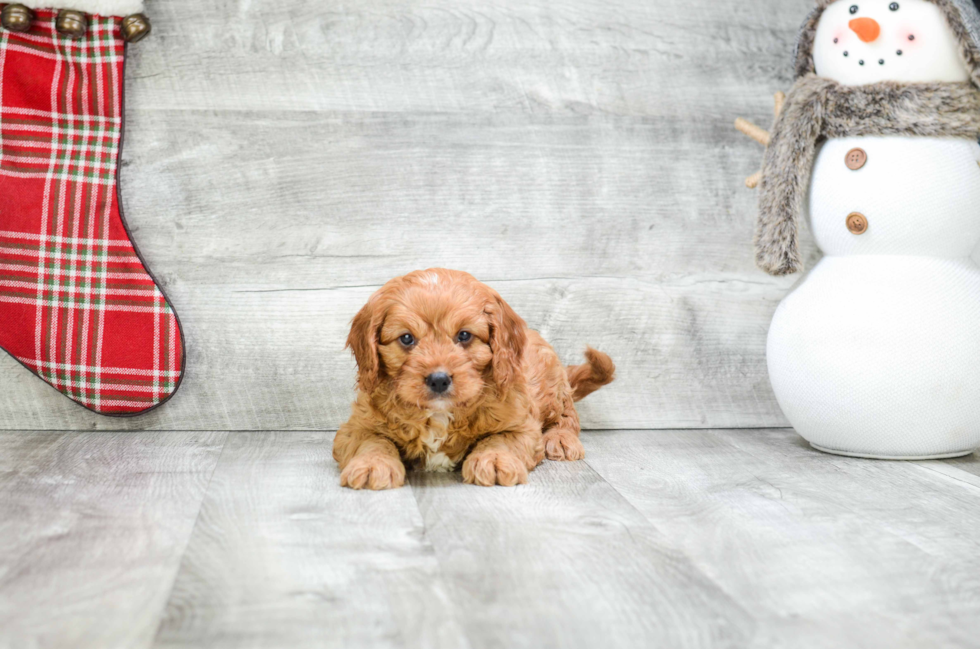 Little Cavoodle Poodle Mix Puppy