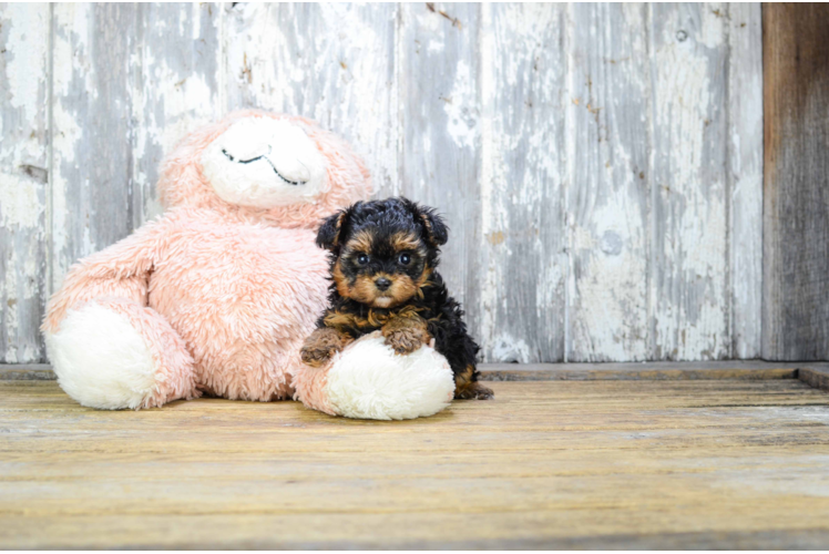 Yorkie Poo Puppy for Adoption