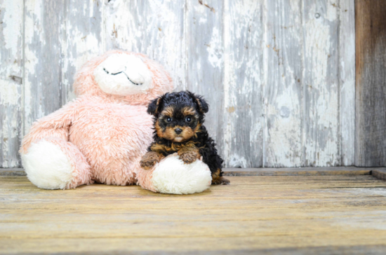 Yorkie Poo Puppy for Adoption