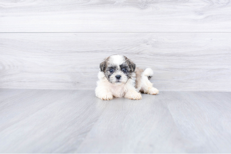 Teddy Bear Puppy for Adoption