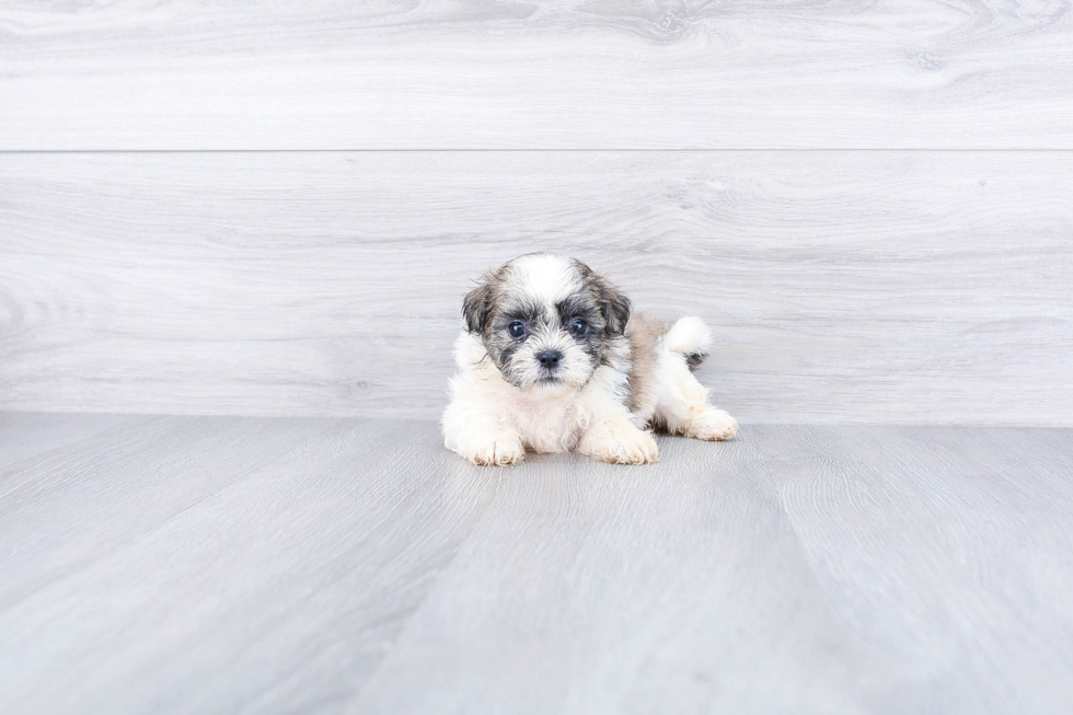 Teddy Bear Puppy for Adoption