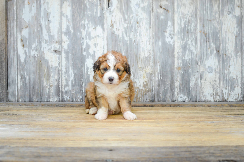 Fluffy Mini Bernedoodle Poodle Mix Pup