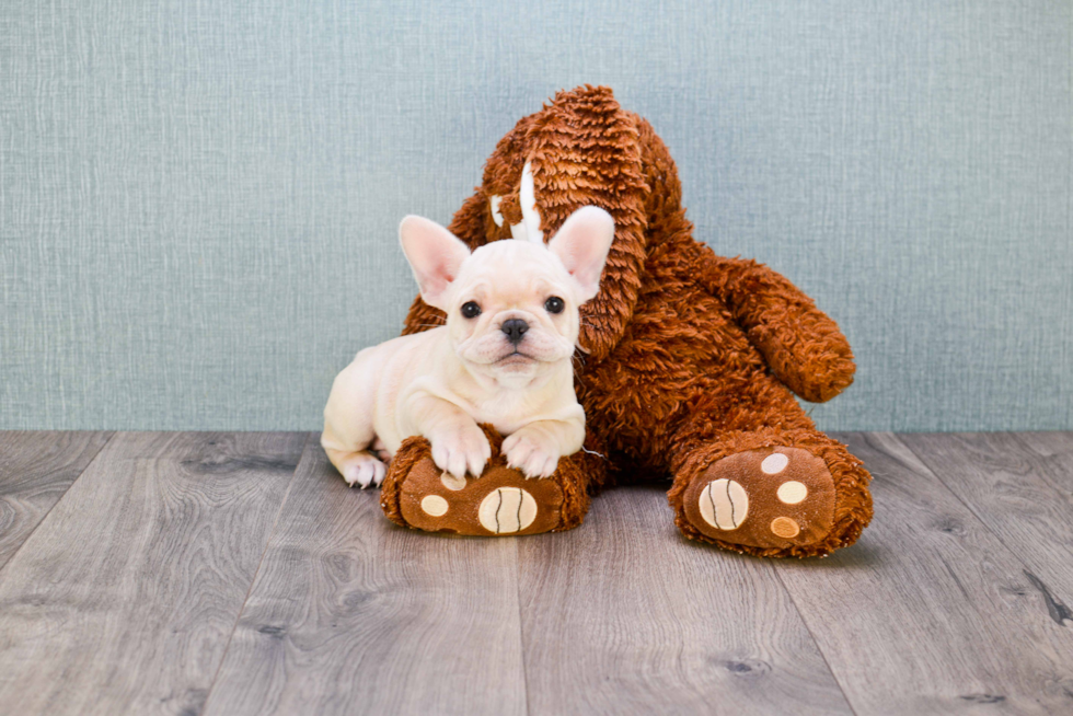 Sweet Frenchie Purebred Puppy