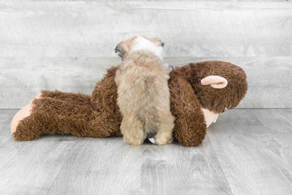 Havanese Pup Being Cute