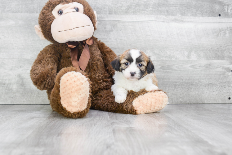 Little Shitzu Designer Puppy