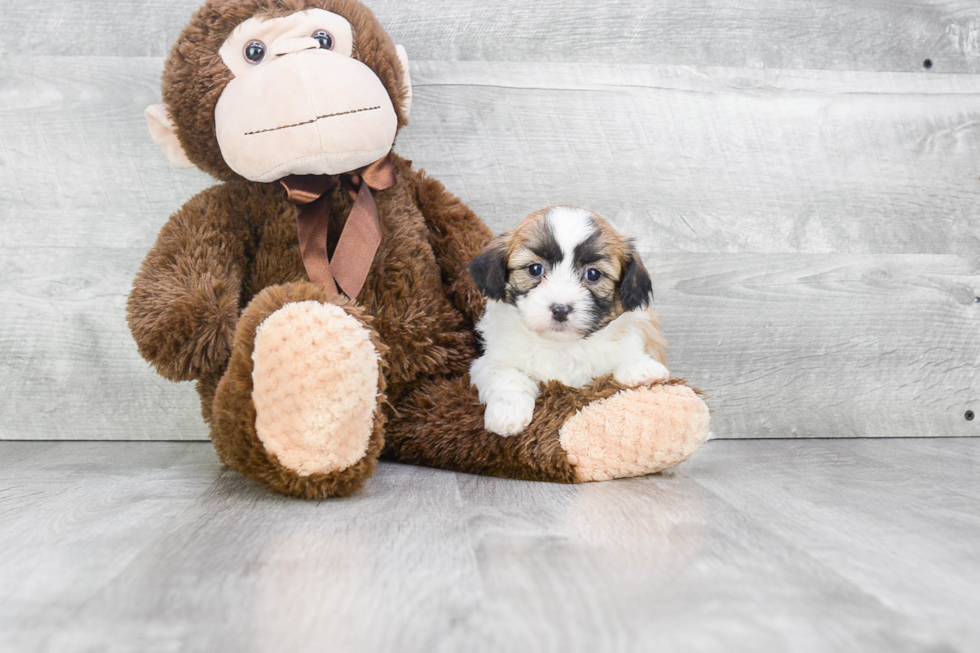 Little Shitzu Designer Puppy