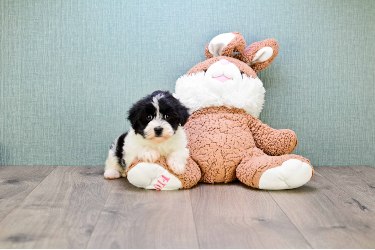 Little Havanese Baby