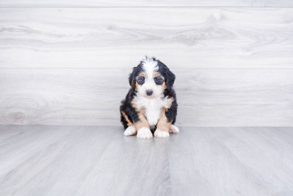 Mini Bernedoodle Puppy for Adoption