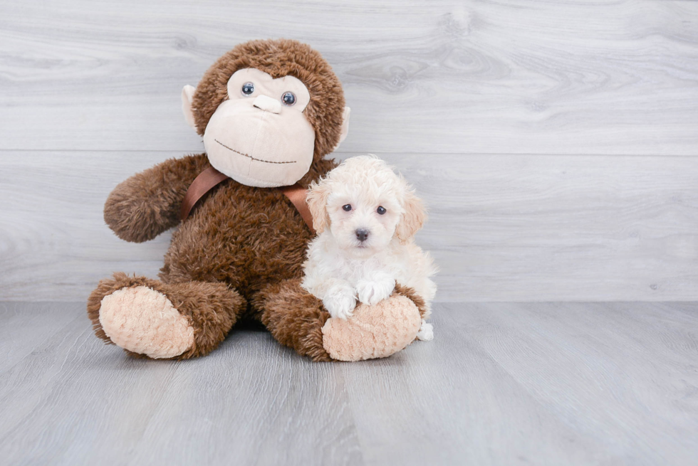 Poodle Pup Being Cute