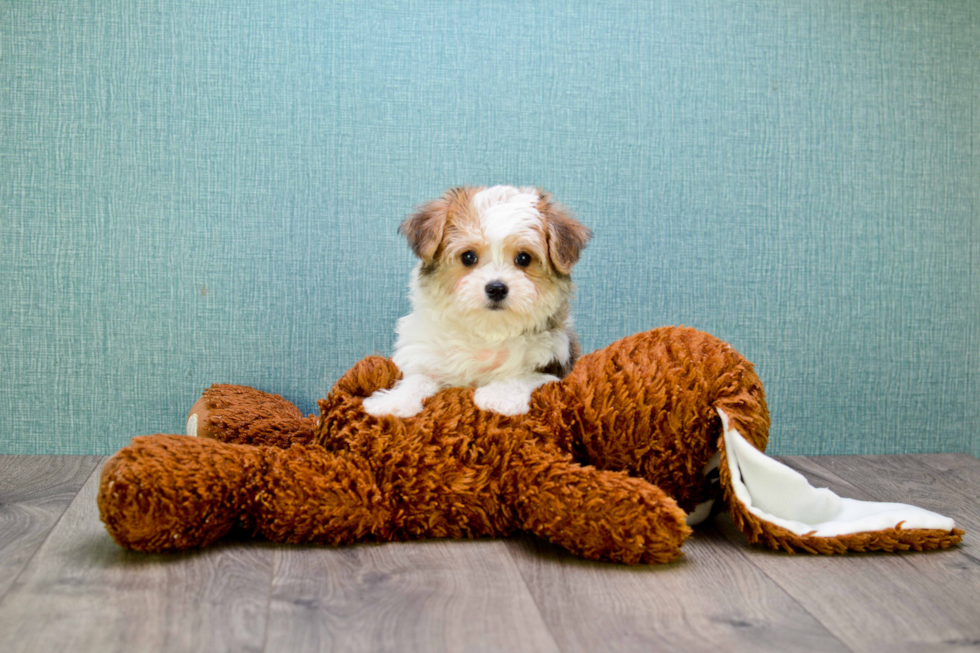 Happy Morkie Baby