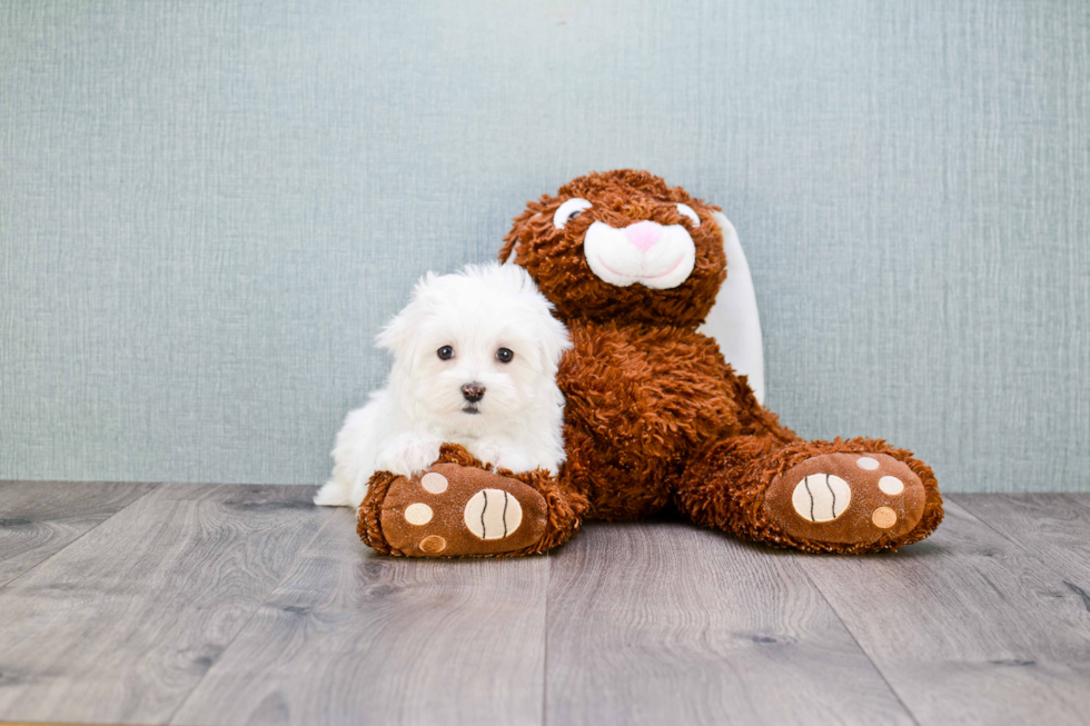 Energetic Maltese Purebred Puppy