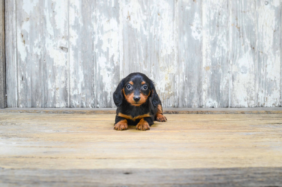 Cute Dachshund Baby