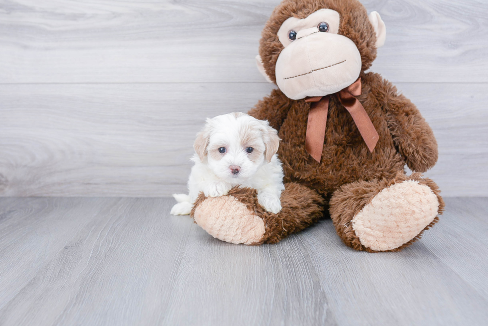 Maltipoo Pup Being Cute