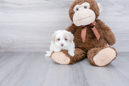 Maltipoo Pup Being Cute