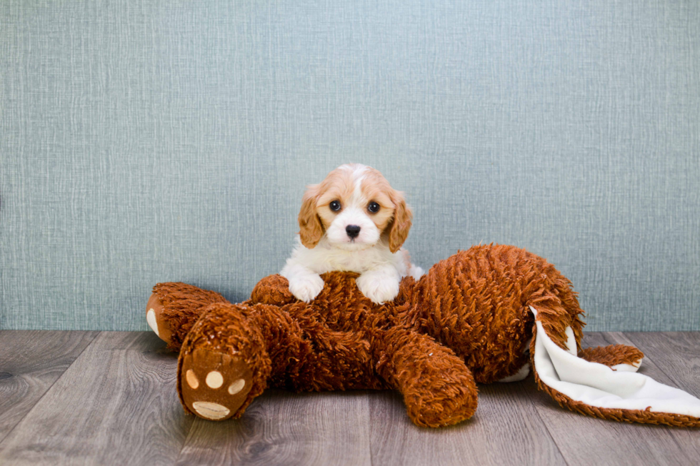 Smart Cavachon Designer Pup