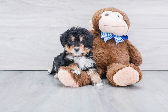 Mini Bernedoodle Puppy for Adoption