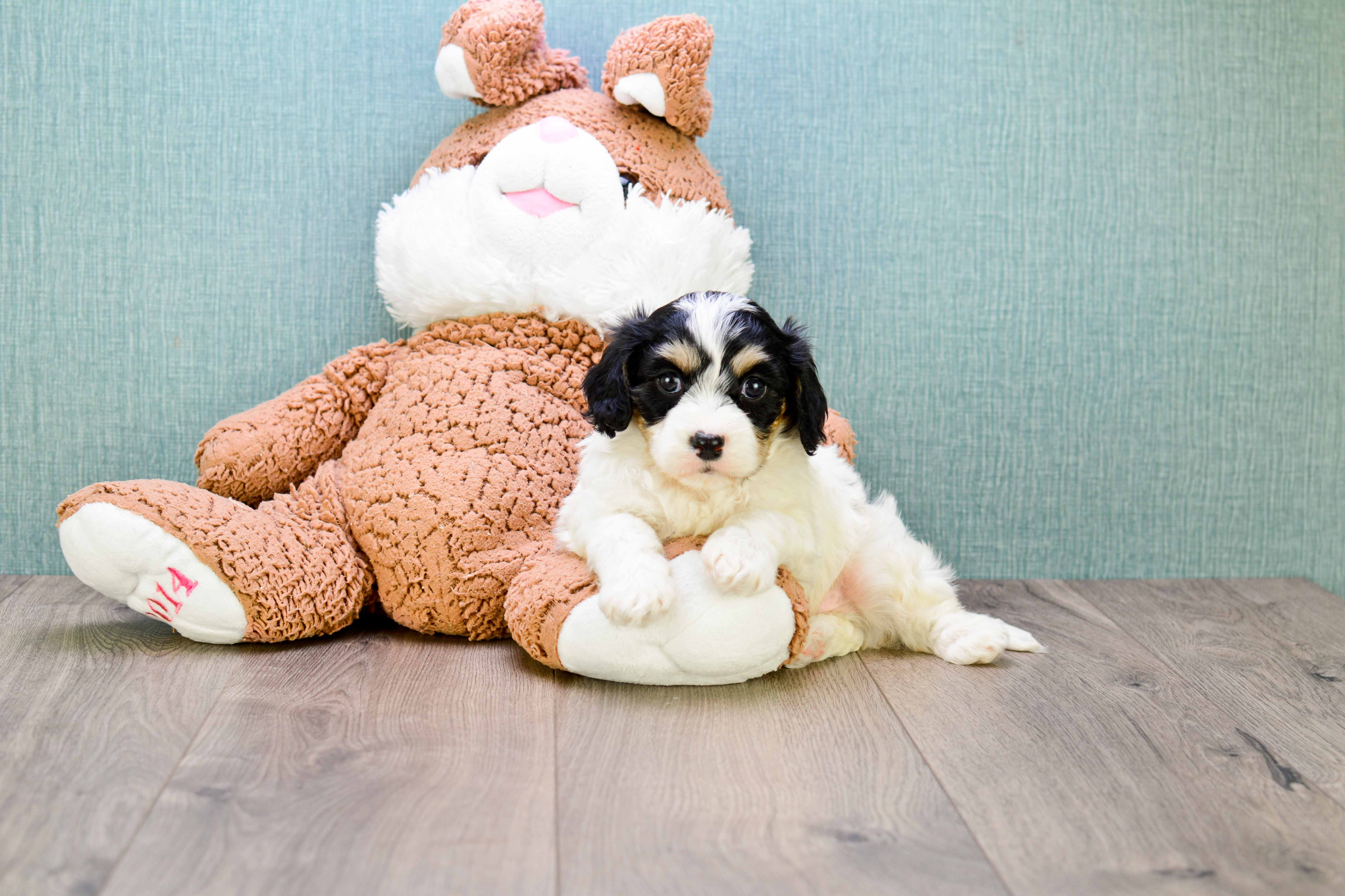 Cavachon Puppy for Adoption