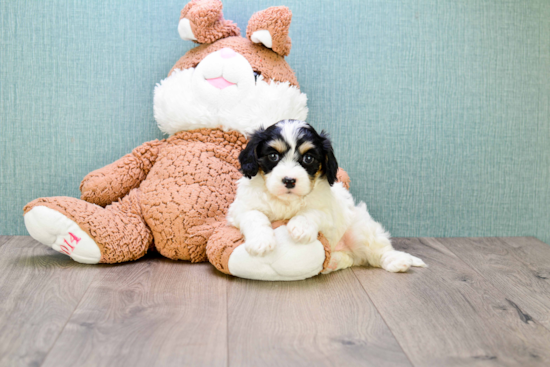 Cavachon Puppy for Adoption