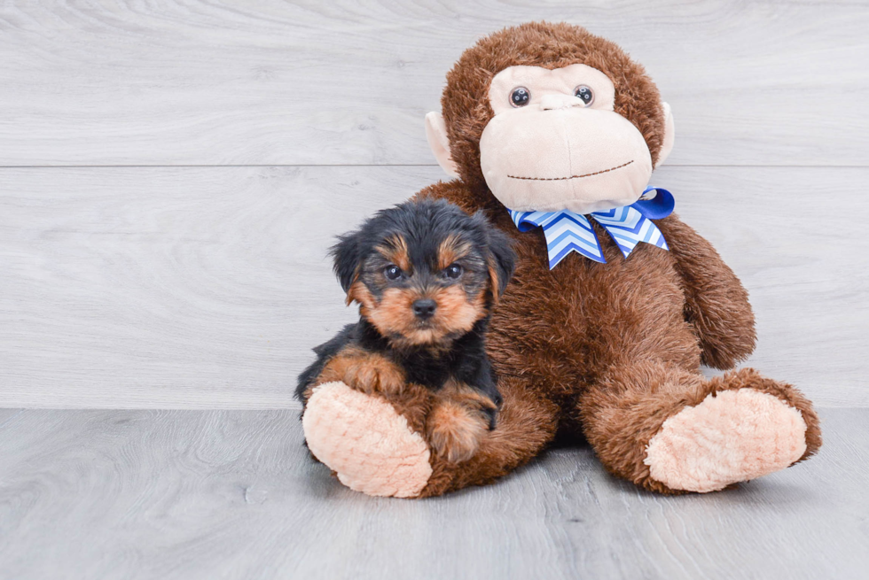 Meet Zoro - our Yorkshire Terrier Puppy Photo 