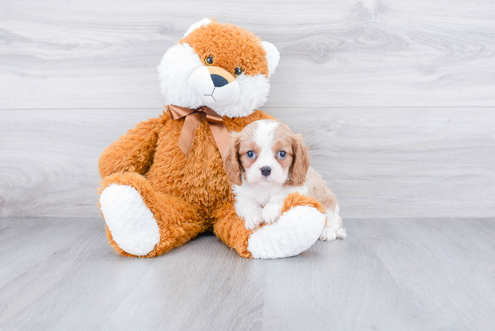 Funny Cavalier King Charles Spaniel Purebred Pup