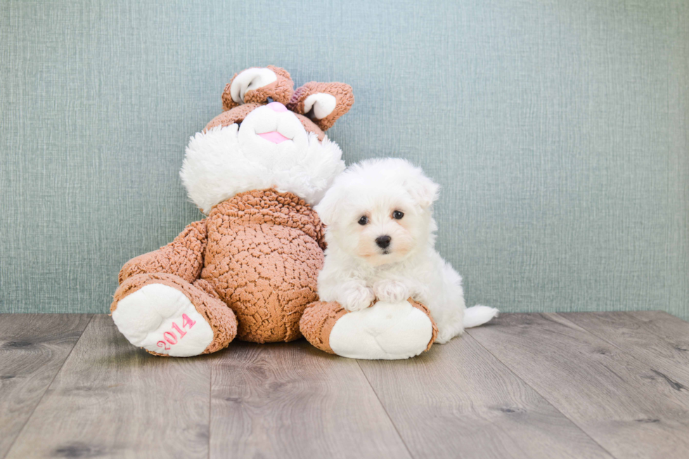 Happy Maltipoo Baby