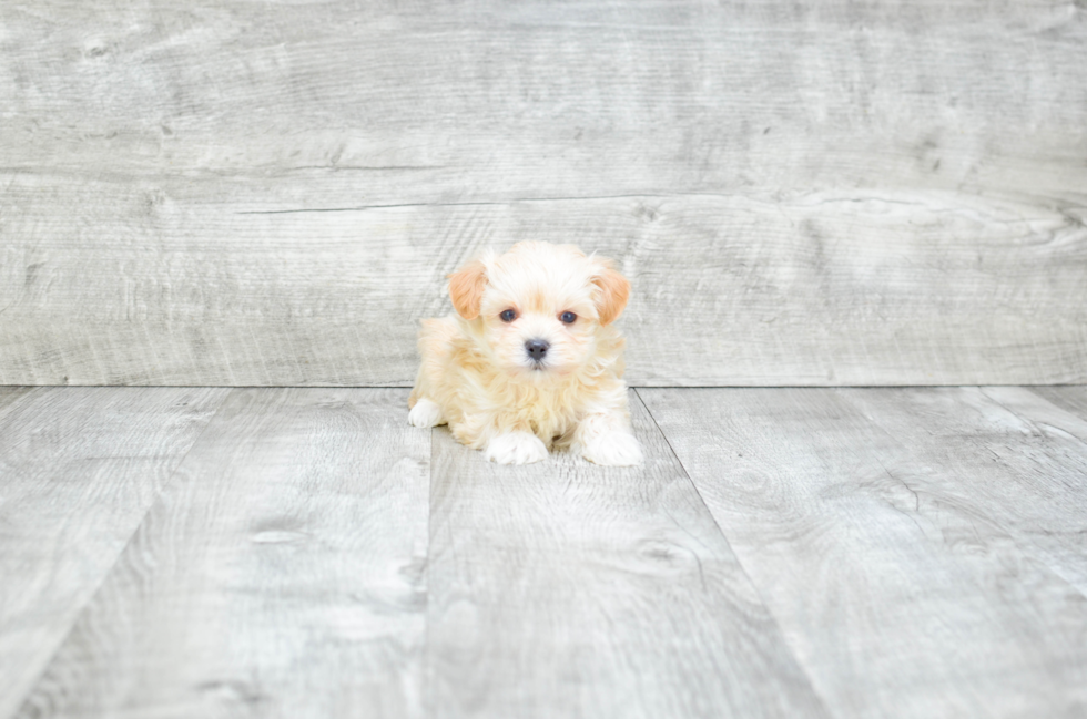 Sweet Maltipoo Baby