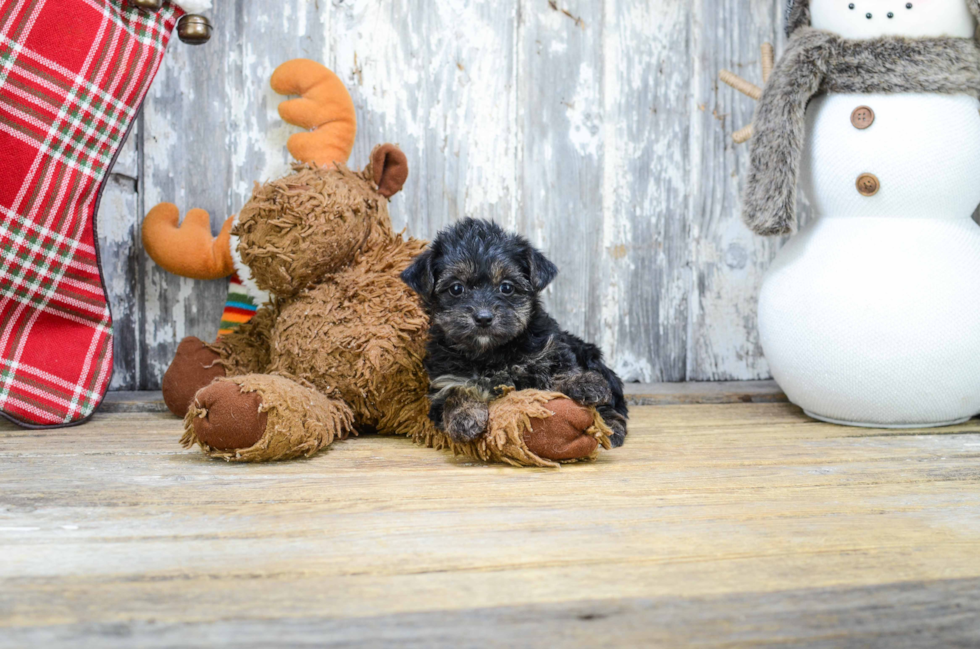 Smart Yorkie Poo Poodle Mix Pup