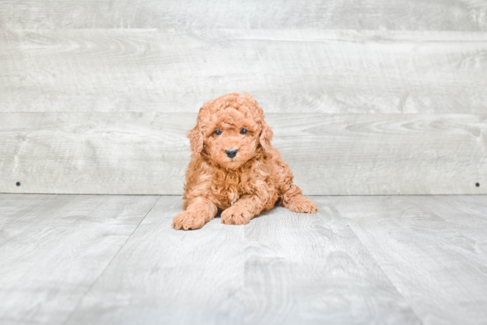 Small Mini Goldendoodle Baby