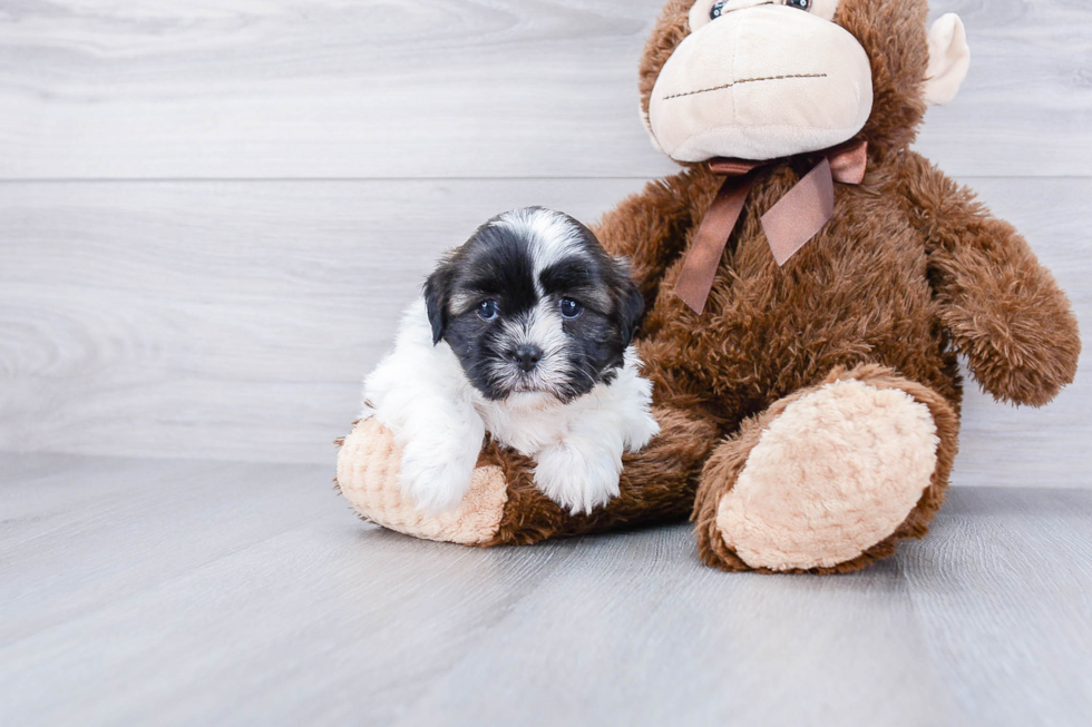 Best Teddy Bear Baby