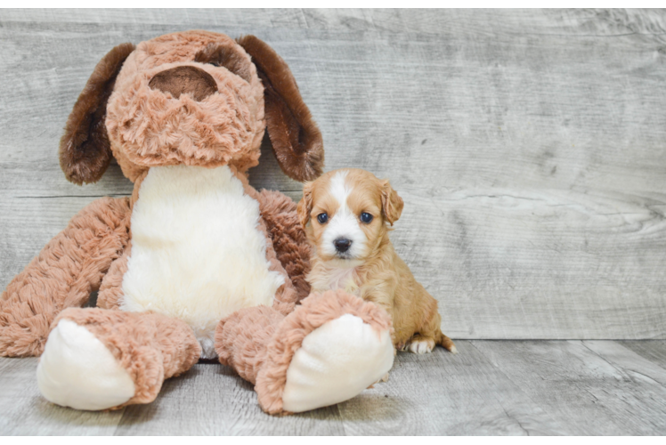 Little Cavoodle Poodle Mix Puppy