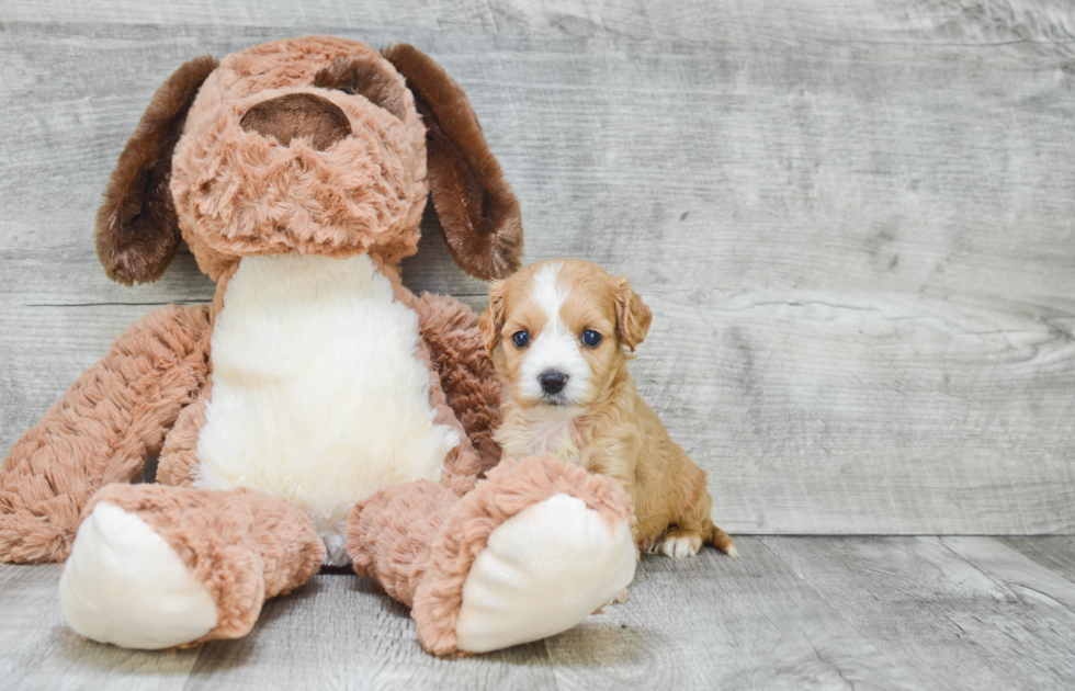 Little Cavoodle Poodle Mix Puppy