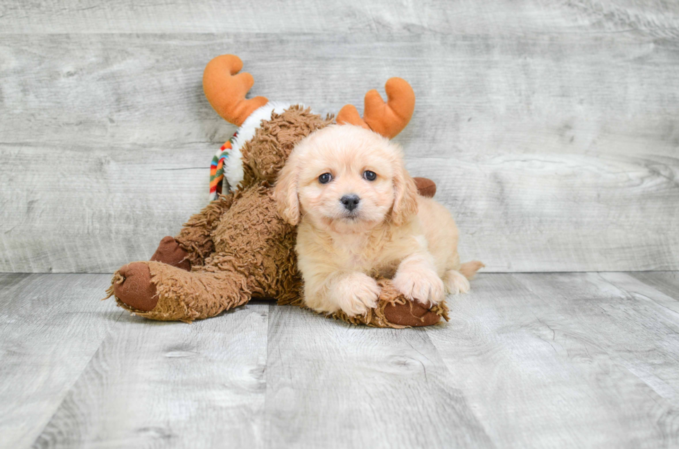 Best Cavachon Baby