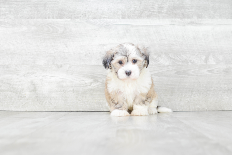 Adorable Havanese Purebred Puppy