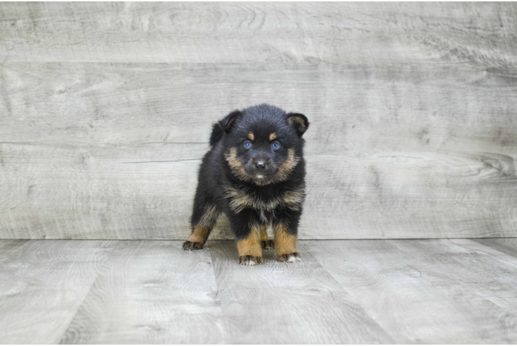 Friendly Pomsky Baby