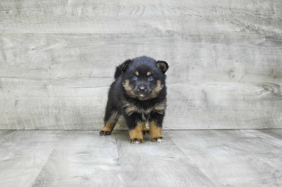 Friendly Pomsky Baby