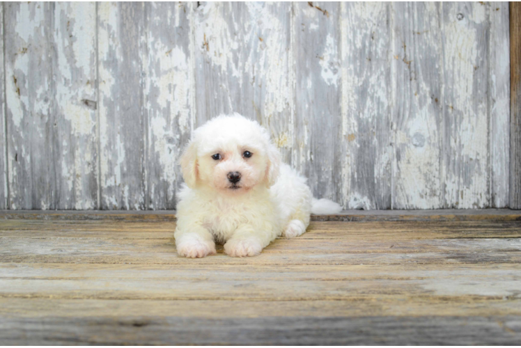 Adorable Bichon Frise Purebred Puppy