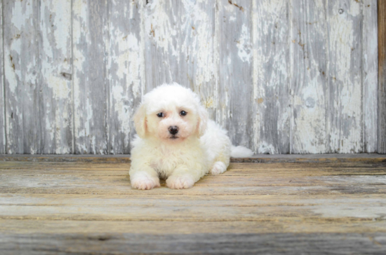 Adorable Bichon Frise Purebred Puppy