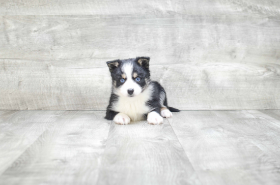 Pomsky Pup Being Cute