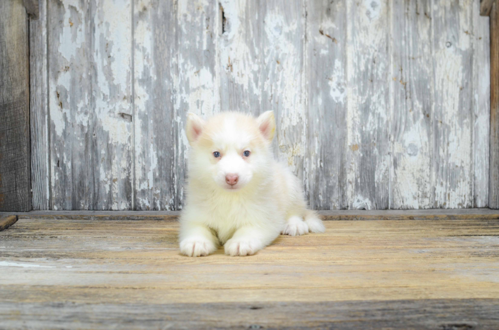 Best Pomsky Baby