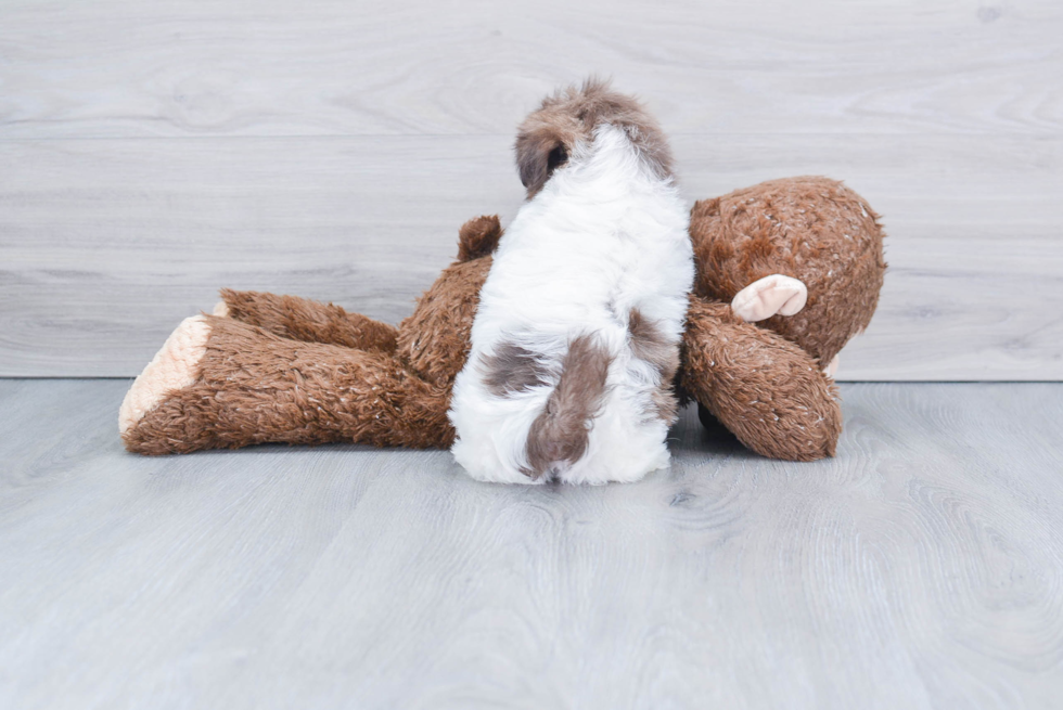 Fluffy Havanese Purebred Puppy