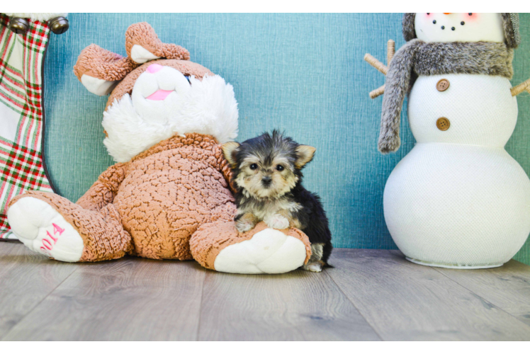 Morkie Pup Being Cute