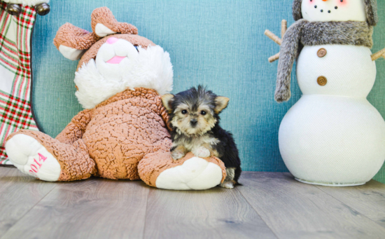 Morkie Pup Being Cute