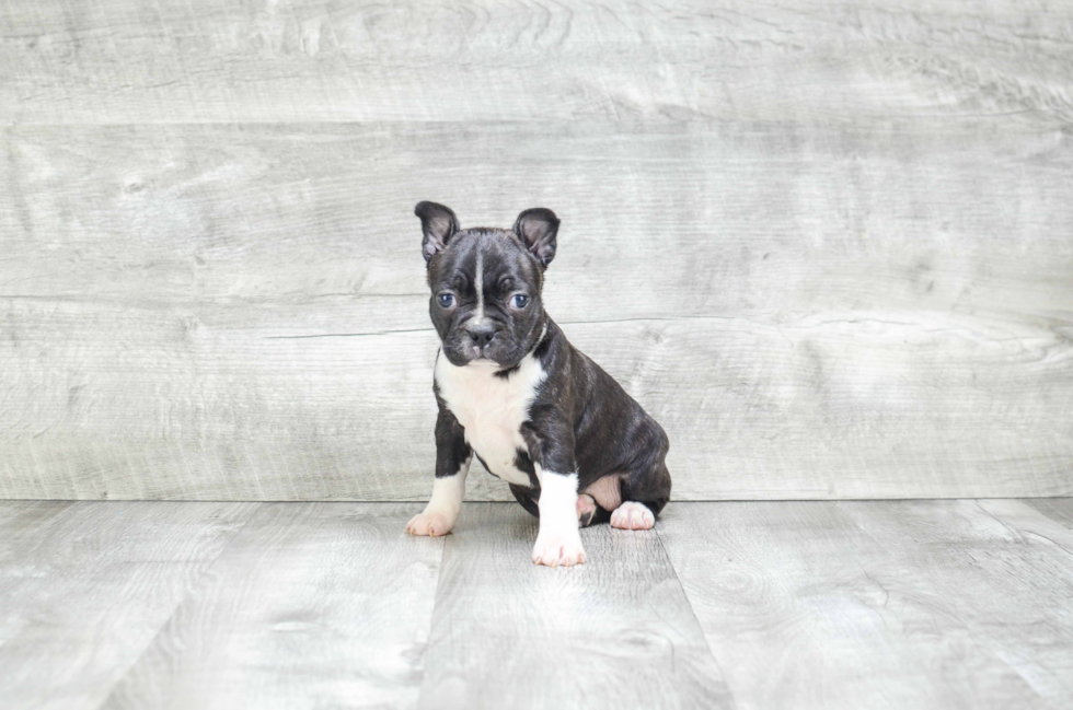 Little Boston Terrier Baby